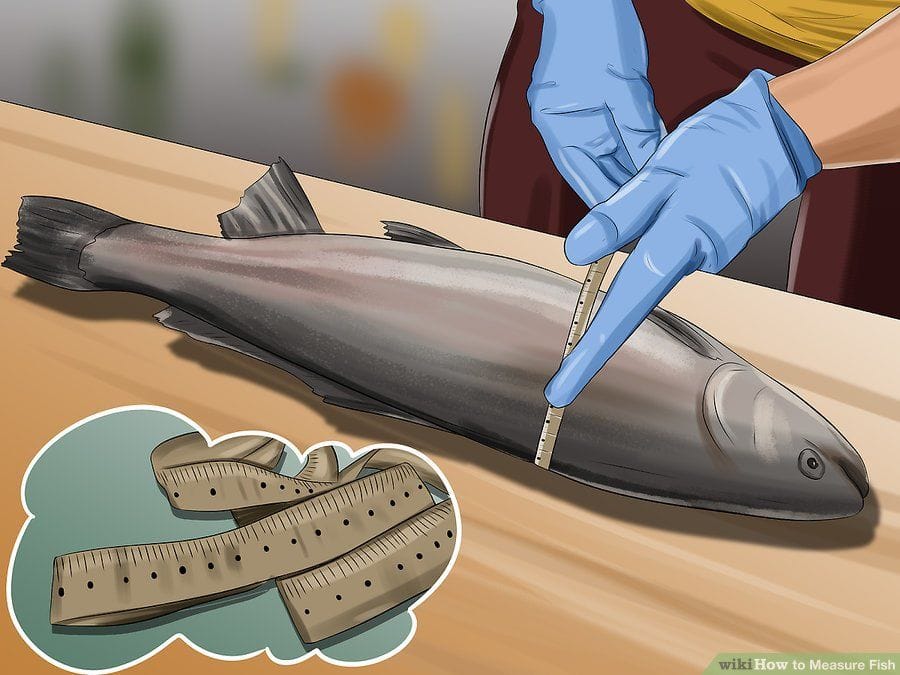 how to measure a fish's girth