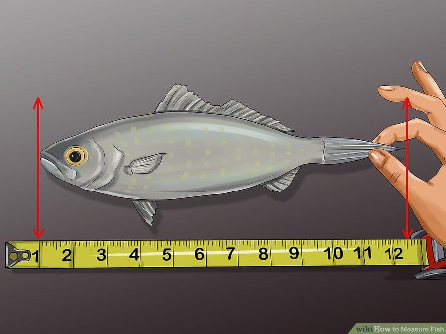 how to measure a fish's length