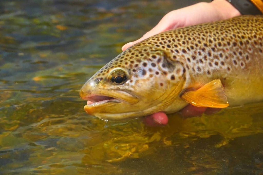 about brown trout