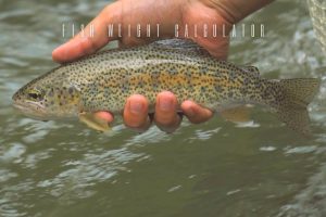 fish weight calculator