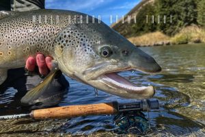 world record brown trout