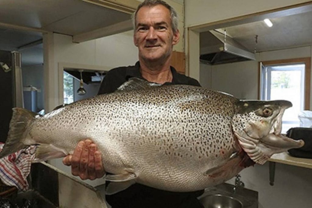 world record brown trout biggest ever caught