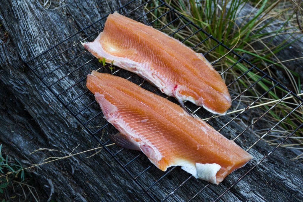 nz trout fishing