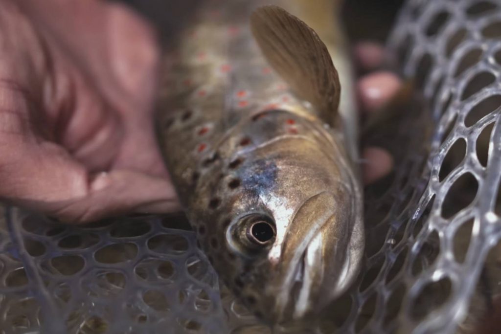 flies for arkansas
