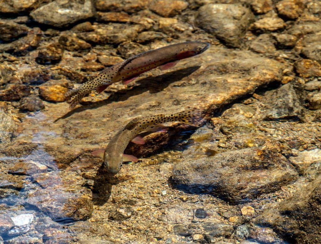 rainbow trout colorado