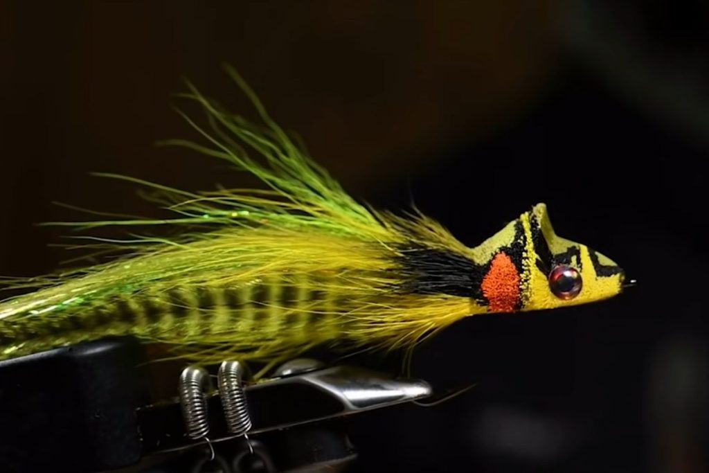 Dahlberg Diver Frog