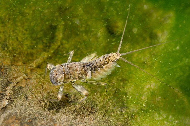 mayfly life cycle