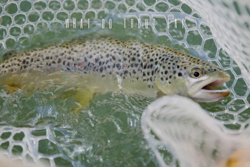 what do trout eat