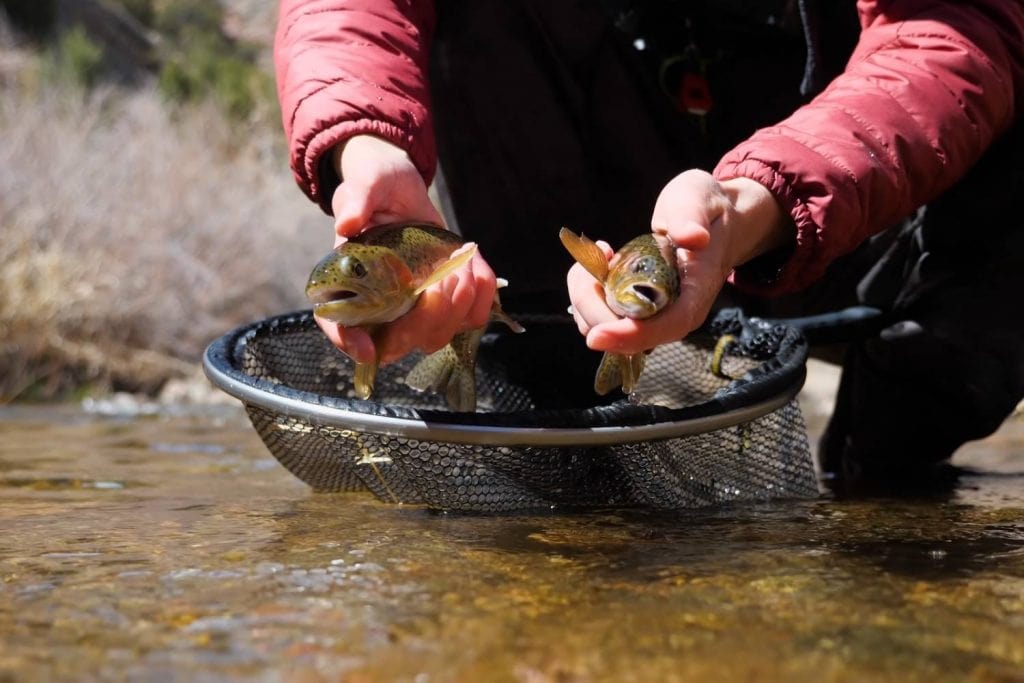 what do trout eat wrap up
