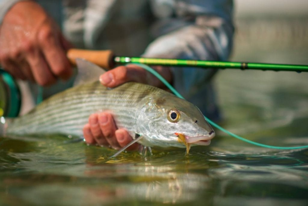 redington vice action