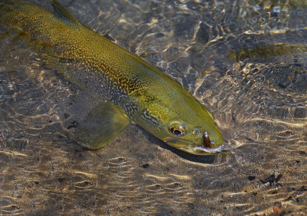 washington state fish