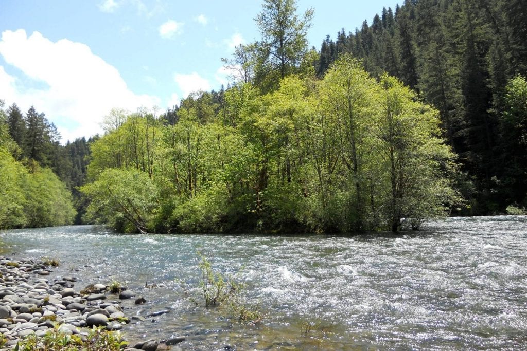 Mckenzie River