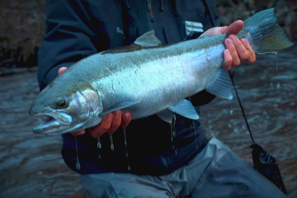 How barometric pressure influences fish behavior