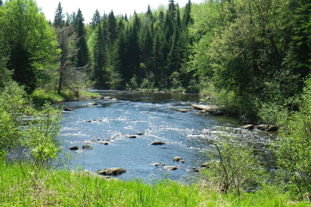 Roach River
