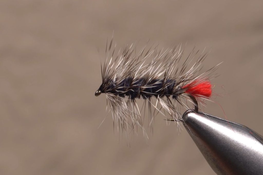 Woolly Worm