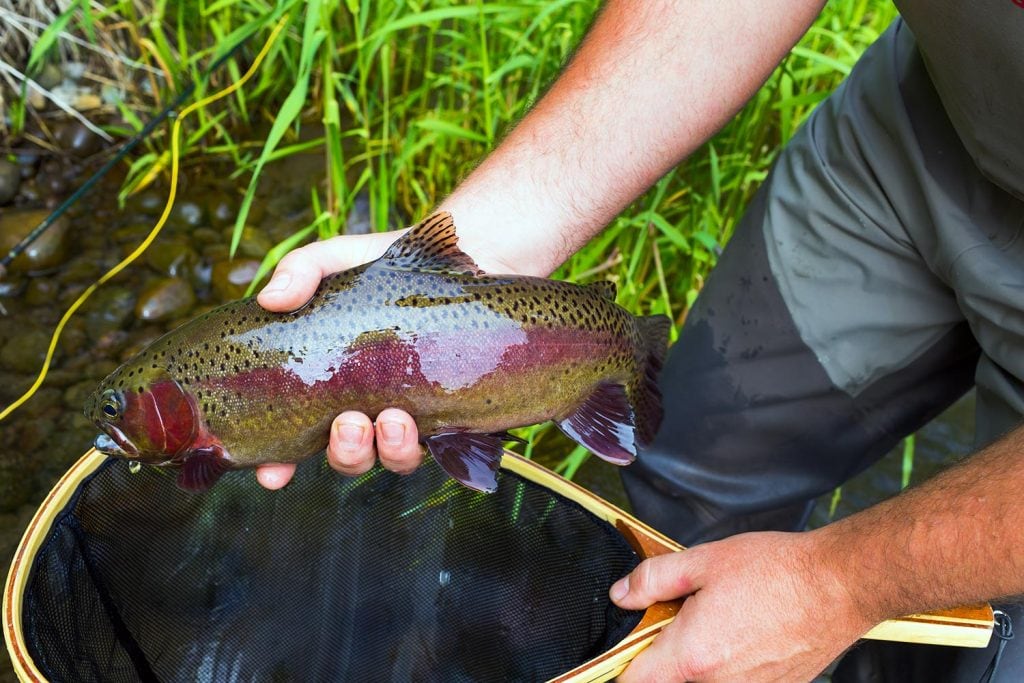 michigan fish species