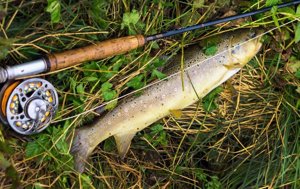 utah fishing