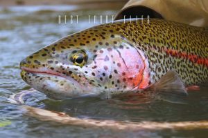 best trout flies