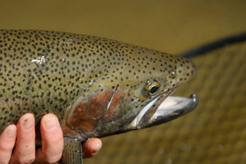 steelhead flies Wrap Up