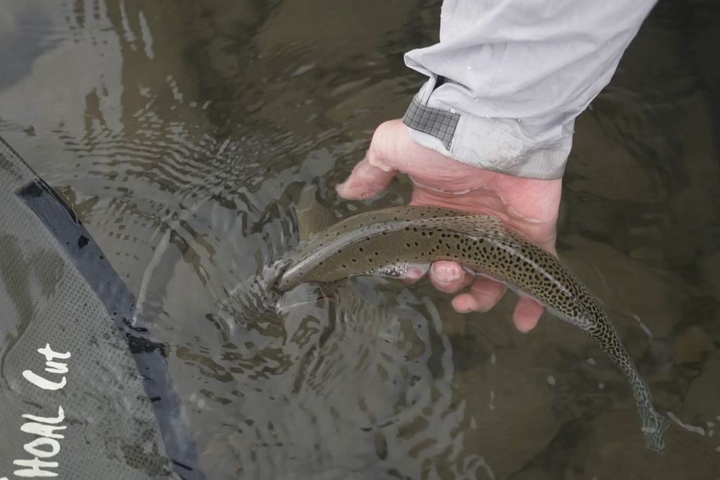Benefits of Catch and Release