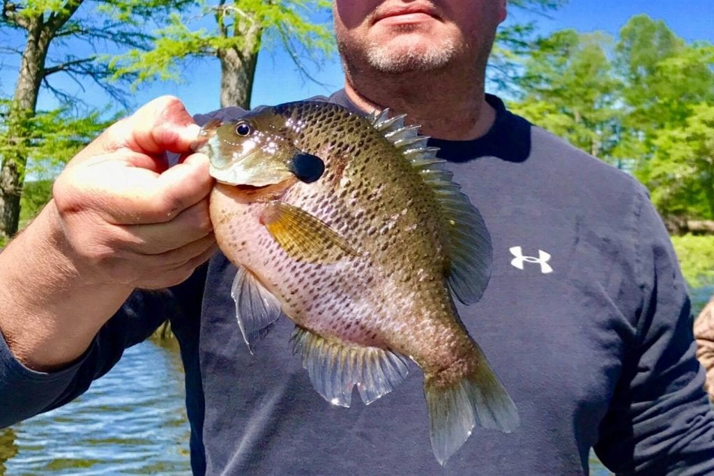 Who started the rumor that bluegill are dangerous