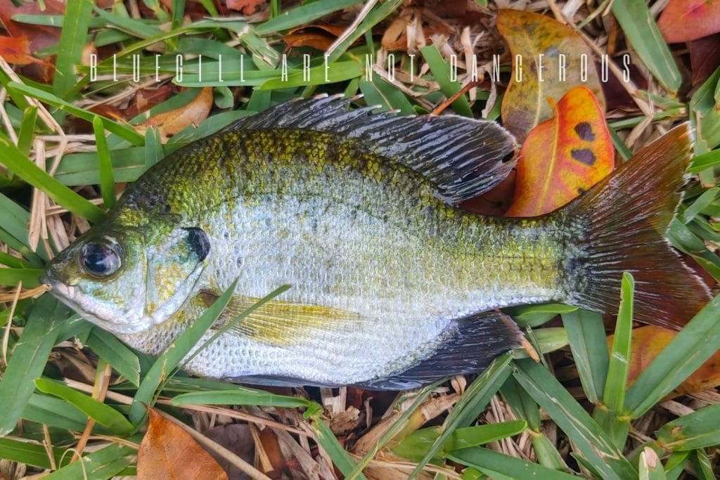 are bluegills dangerous
