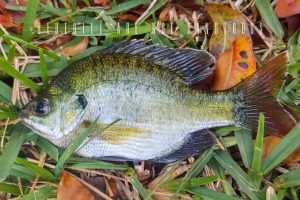 are bluegills dangerous