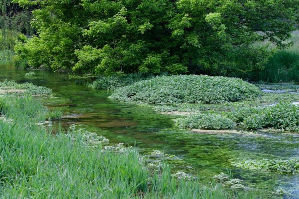 Falling Spring Creek