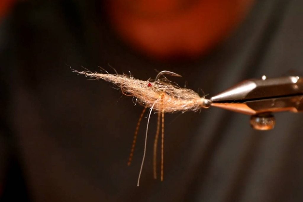 Spawning Shrimp