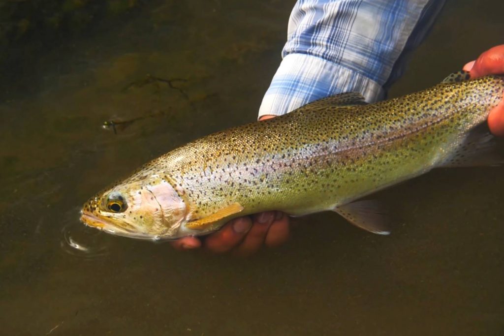 about rainbow trout