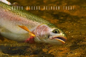 world record rainbow trout