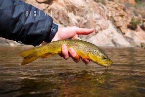 best fly lines for trout
