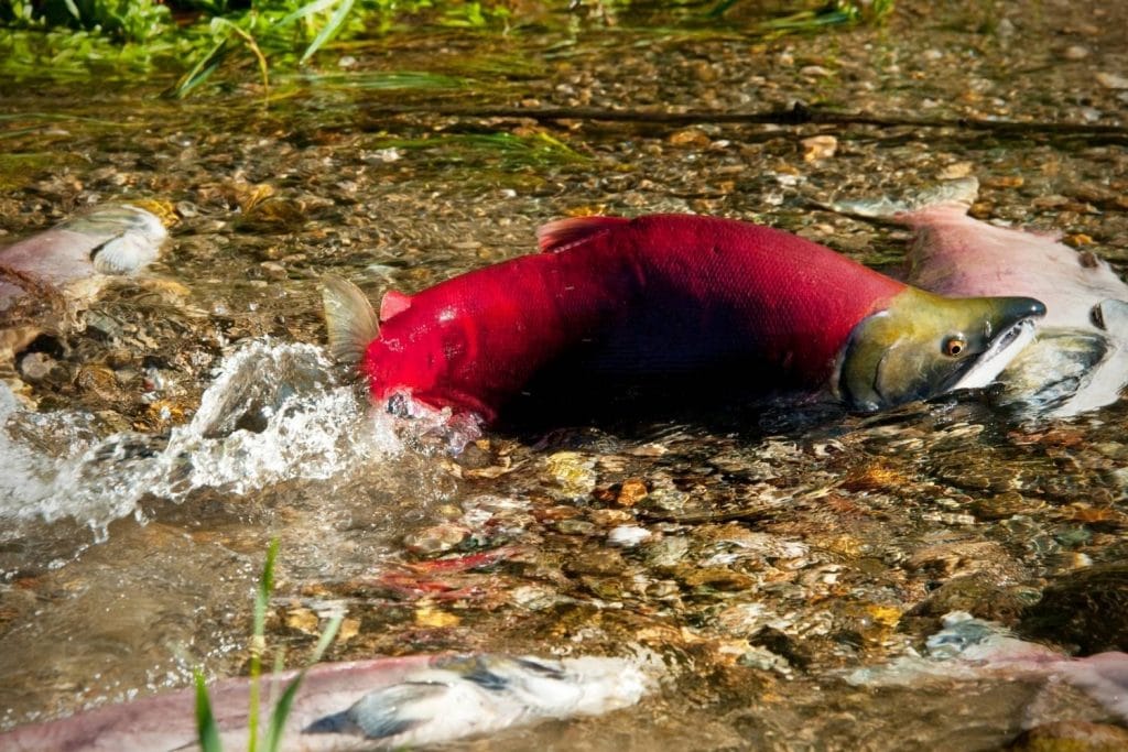 Sockeye Salmon