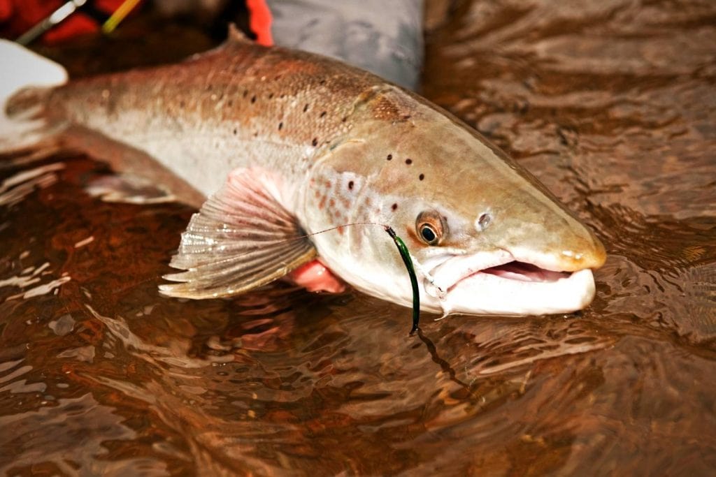 atlantic salmon