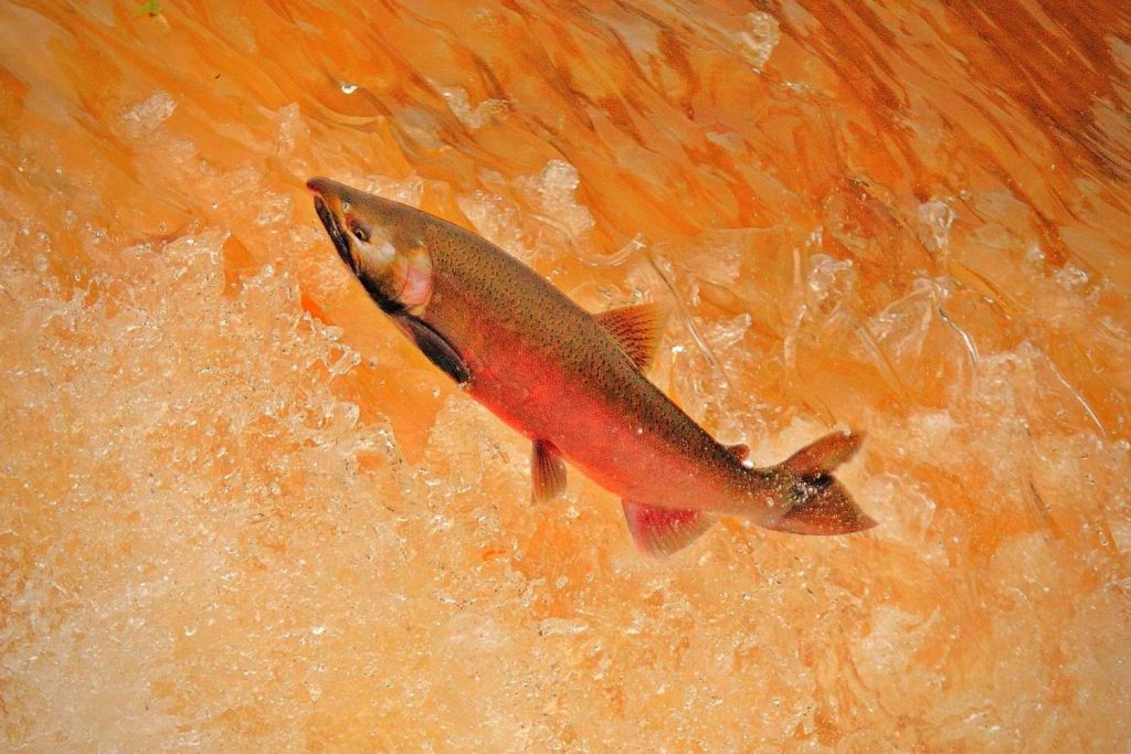 king salmon