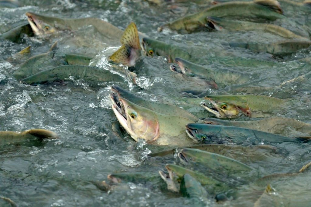pink salmon
