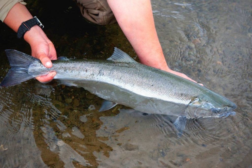 silver salmon