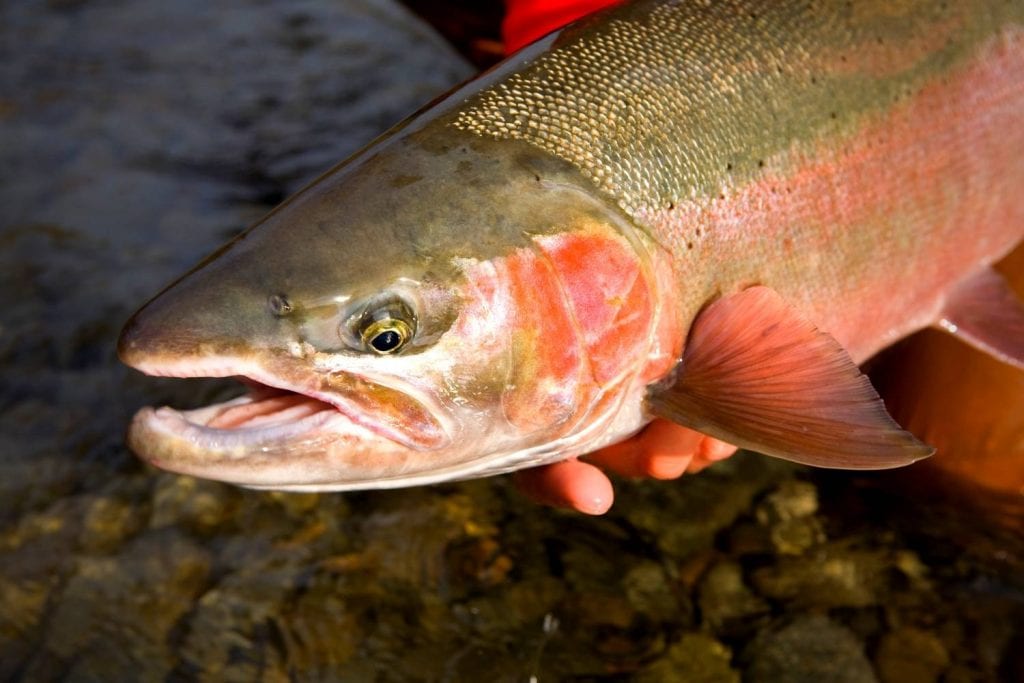 steelhead