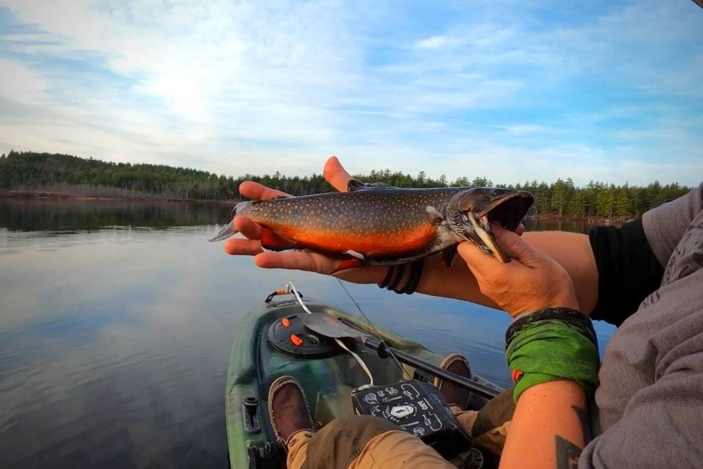 What Exactly is a Brook Trout