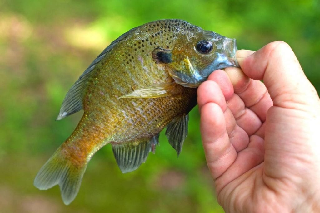 Tips for catching bluegill on a fly rod