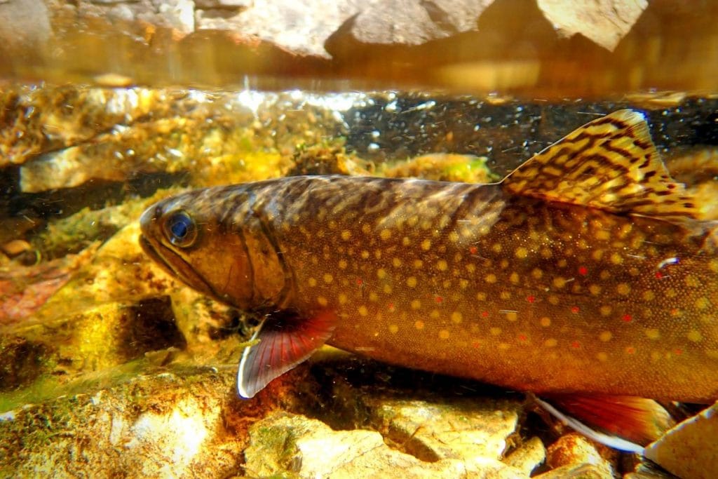 Where can I find a World Record Brook Trout