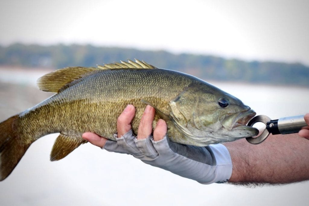 smallmouth bass final thoughts