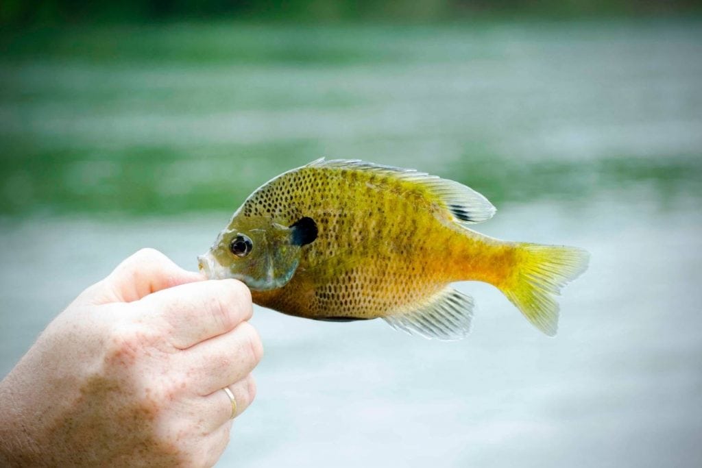 what is a bluegill