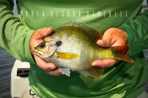 world record bluegill