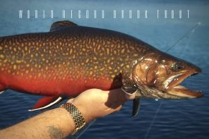 world record brook trout