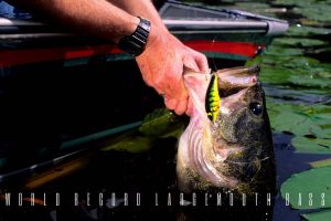 world record largemouth bass