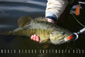 world record smallmouth bass