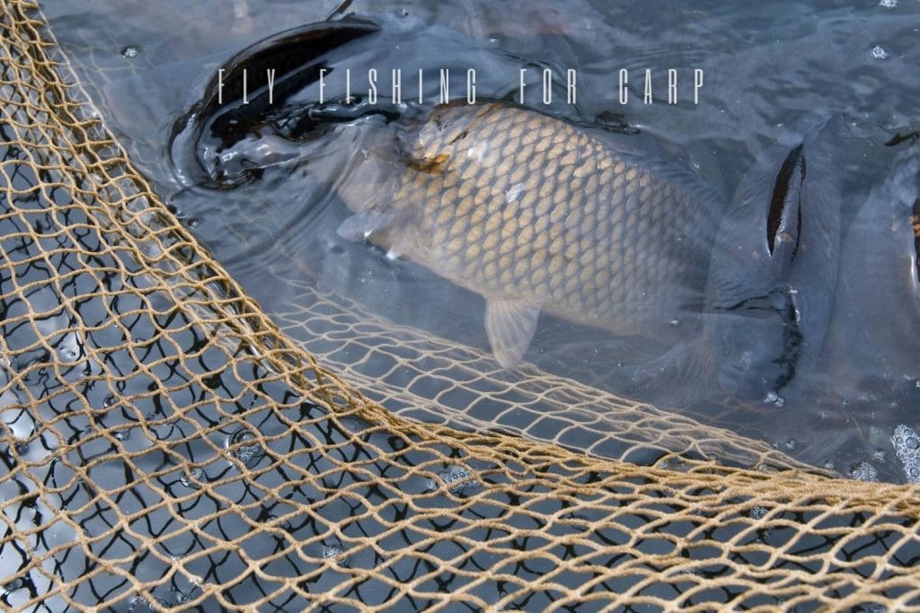 The Ultimate Guide to Fly Fishing for Carp