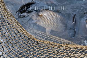 The Ultimate Guide to Fly Fishing for Carp