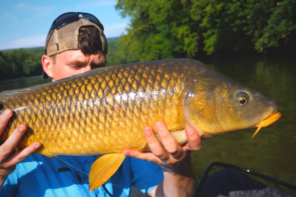 What species of carp